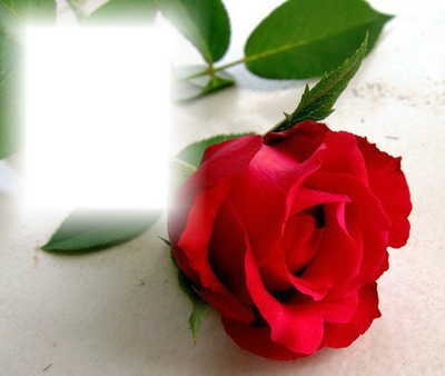 Rose rouge Fotomontage