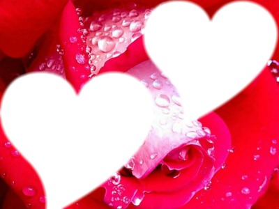 Coeur de rose Montaje fotografico