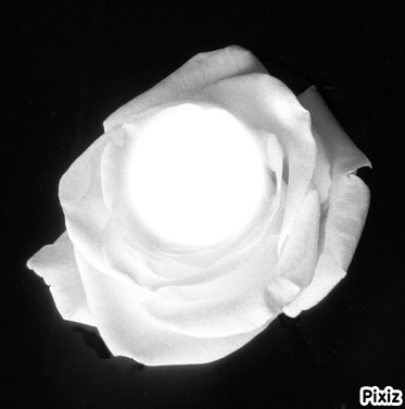 rose blanche Photo frame effect