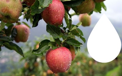 Apples Fresh Montaje fotografico