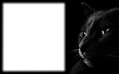 black cat Fotomontaż