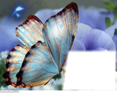 Papillon Fotomontaż