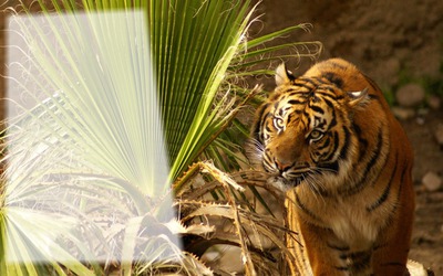 Tiger Photo frame effect