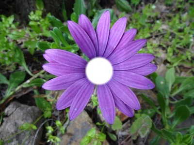 fleur mauve Fotomontáž
