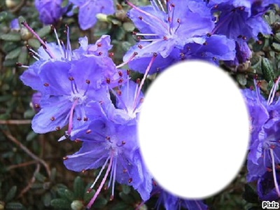 ***Trés fleurs bleue*** Photo frame effect