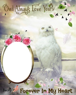 owl will always love you Photo frame effect