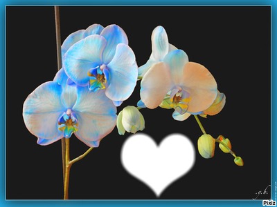 orchidée bleu Fotomontagem