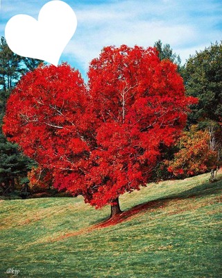 arbre en coeur Fotomontage