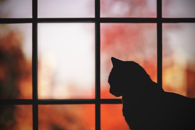 Katze am Fenster Photo frame effect