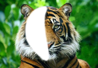 Tête de tigre Fotomontaggio