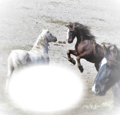 wild horses Fotomontasje