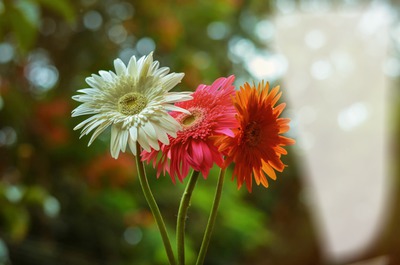 3-Flowers Фотомонтаж