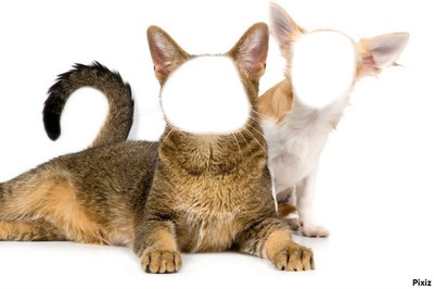chat et chien Fotomontagem