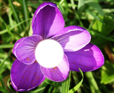 fleur d'alysée Photomontage