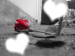 l'amour est comme une rose フォトモンタージュ