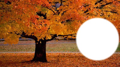 couleur d'automne Фотомонтажа
