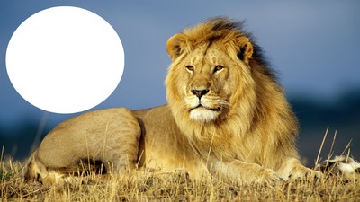 león#2 Montaje fotografico