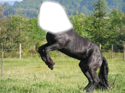 cheval noir Photomontage