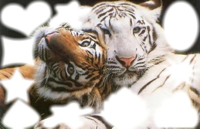tigres Fotomontaż