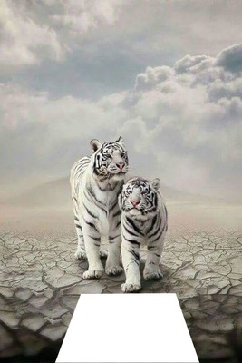 Tigres blancos フォトモンタージュ