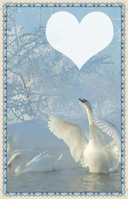 Cisnes Photomontage