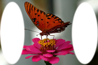 papillon Fotómontázs