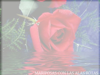 rosa roja Photo frame effect