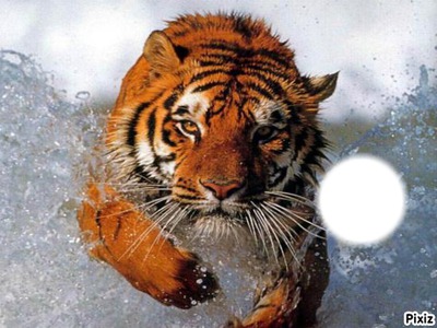 tigre Fotomontaggio