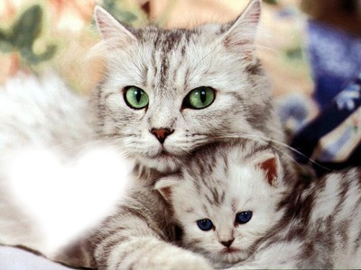 Cat et son ourson Photo frame effect