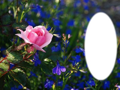 rose et bleu Valokuvamontaasi
