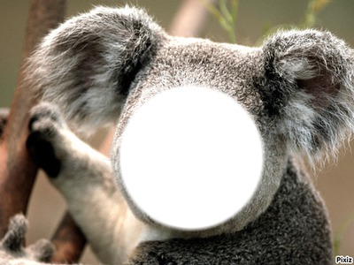 Cadre Koala Fotomontaggio