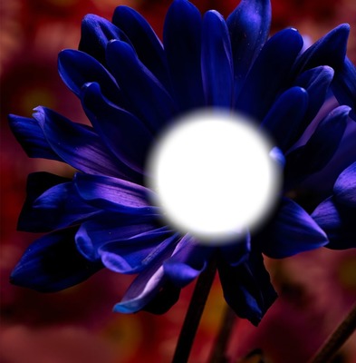 1 flower Photo frame effect