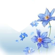p'tite fleur bleue フォトモンタージュ