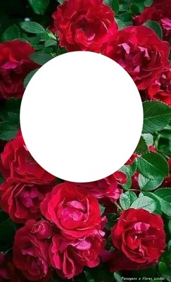 1 foto rosasm Fotómontázs