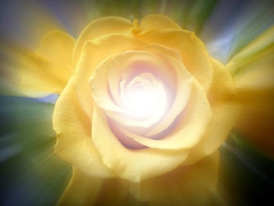 rose jaune Photo frame effect