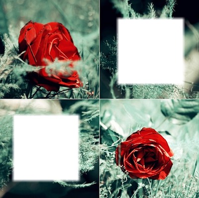 Roses Montage photo