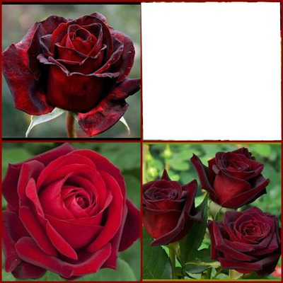 Cadre avec Roses Photo frame effect