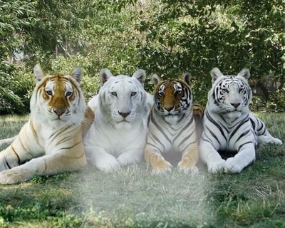 4 tigres Montaje fotografico