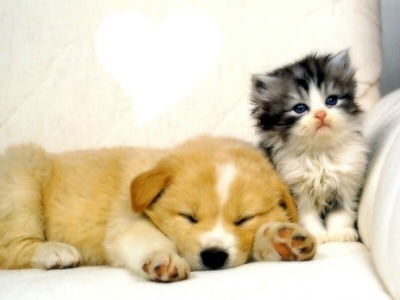 coeur chien et chat Fotomontaggio
