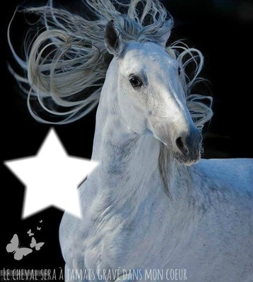 beau cheval blanc Montaje fotografico