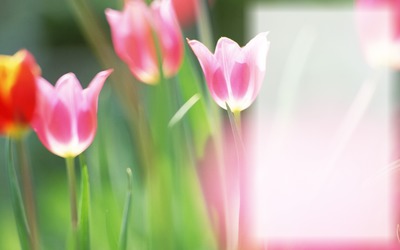 Tulips Pink Photo frame effect