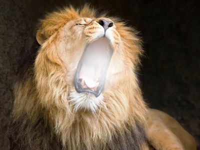 Roaring Lion 1 Photo frame effect