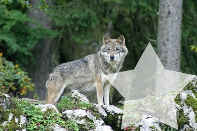 loup gris Montaje fotografico