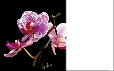 orchidée フォトモンタージュ