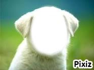 visage de chien Photomontage
