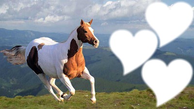 cheval a la montagne Photomontage