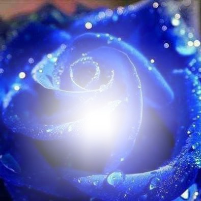 blue rose Montage photo