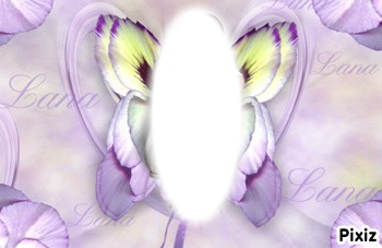 papillon Photo frame effect