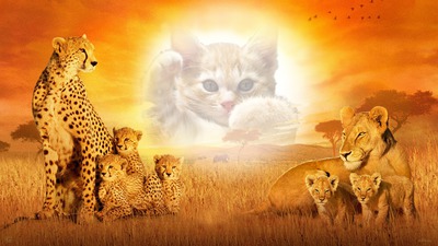 Big Cats Photo frame effect
