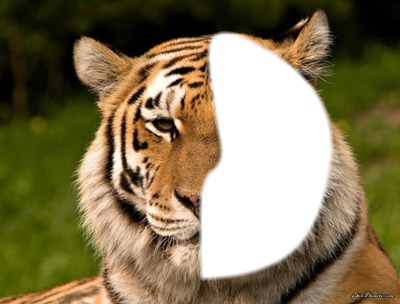 Gueul de tigre Photomontage